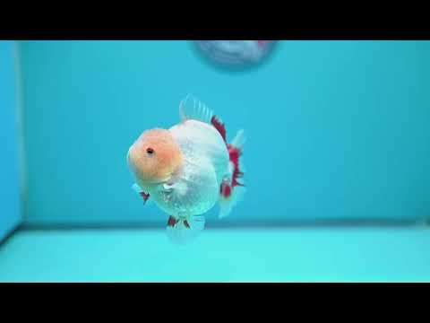 Lemon Head Red White YuanBao Oranda 3.8 inch Body (260529_OR14)