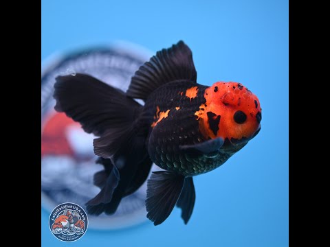 アナザーエディション GOLDFISHブラウス ☆ANOTHER EDITION Another Edition（アナザーエディション）の「GOLDFISHスリーブ