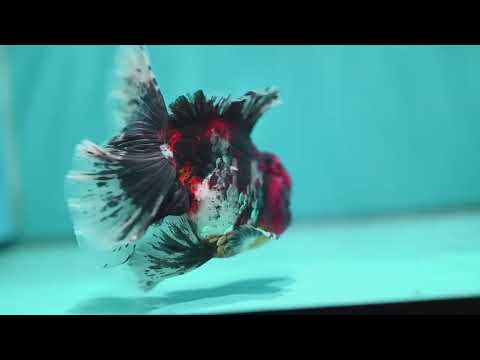 Tiger Broad Tail Oranda 4 inch Body (260619_OR01)