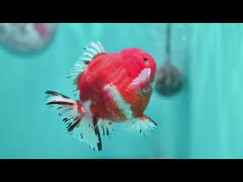 Shogun Sakura Oranda 4 inch Body (260522_OR11)