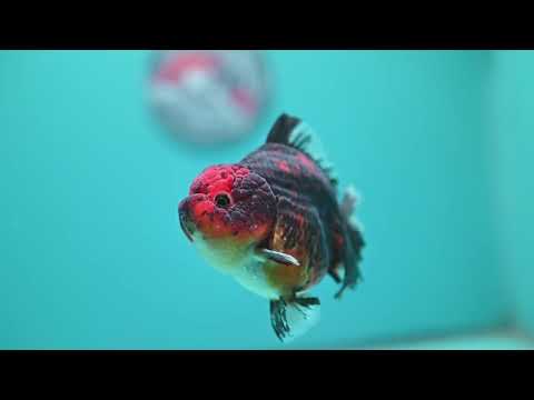 Tiger Oranda 3.5 inch Body (260731_OR05)