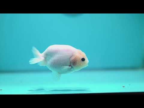 Silky White Ranchu 3.8 inch Body (261002_RC04)