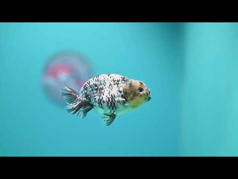 White Tiger Ranchu 3.5 inch Body (260807_RC02)