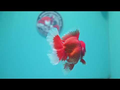 Red White Rosetail Oranda 4 inch Body (260417_OR08)