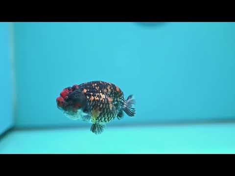 Heavy Ink Tiger Ranchu 3 inch Body (260508_RC09)