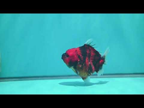 Tiger Oranda 3.5 inch Body (260612_OR02)