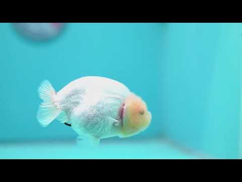 Snow White Ranchu 4 inch Body (260619_RC11)