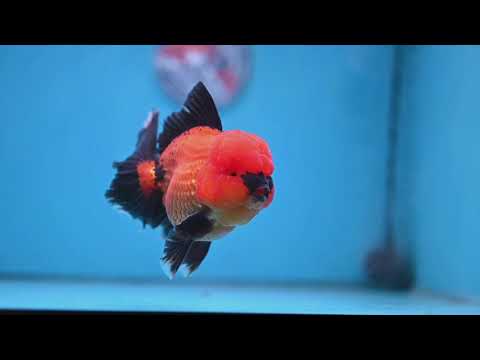 Apache Rose Tail Oranda 4 inch Body (260227_OR20)