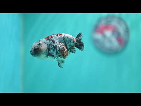 Tricolor Tiger Ranchu 3 inch Body (260508_RC05)