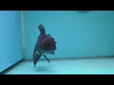 Sapphire Blue Oranda 4 inch Body (260227_OR18)