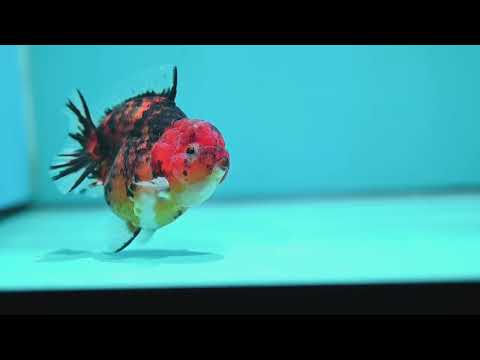 Tiger Oranda 3.5 inch Body (260605_OR13)