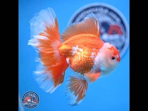 現代アート　オオヤサヤカ　Red orange fish　コラージュアート The Ad Museum Tokyo / Yoshida Hideo Memorial Foundation
