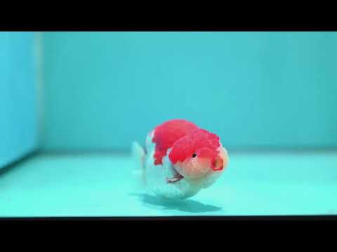 Red White Ranchu 4 inch Body (260515_RC02)
