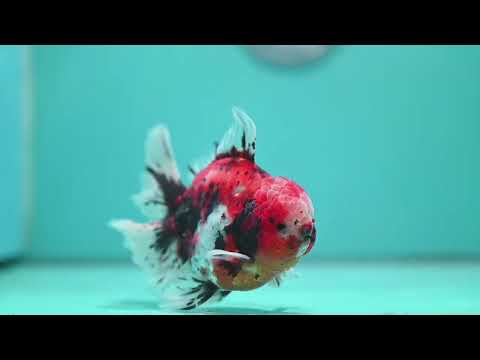 Tricolor Sakura/Tiger Rose Tail Oranda 3.5 inch Body (260807_OR02)