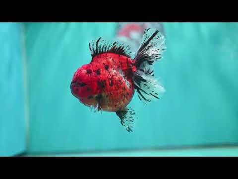 Tiger Rose Tail Oranda 4 inch Body (260626_OR06)