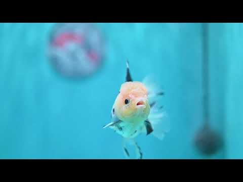 Panda Rose Tail Oranda 3 inch Body (260821_OR07)