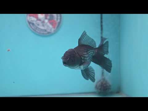 Sapphire Blue Oranda 4 inch Body (260306_OR14)