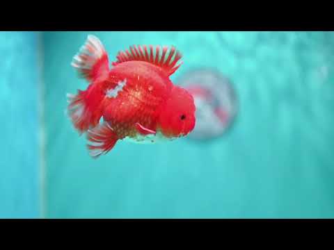 Red White Rose Tail Oranda 3.5 inch Body (260814_OR14)