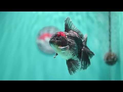 Kirin Orchid Tail Oranda 4 inch Body (260515_OR20)