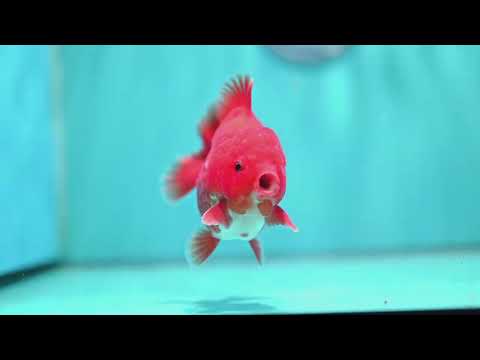 Red White YuanBao Oranda 3.5 inch Body (260522_OR02)