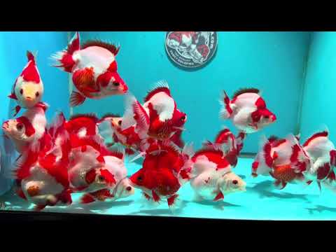Red White Ryukin 2.8-3 inch Body (260925_RY01)