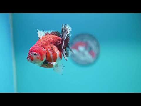 Shogun Tiger Oranda 4 inch Body (260320_OR13)