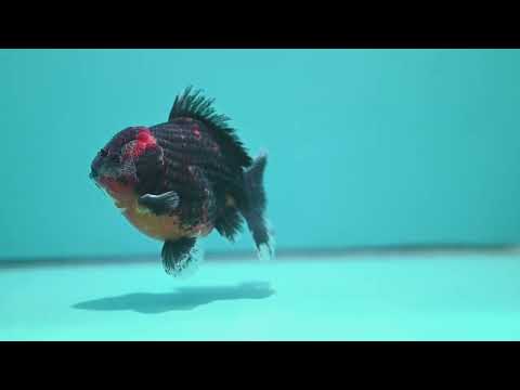 Shogun Kirin Oranda 4 inch Body (260522_OR18)