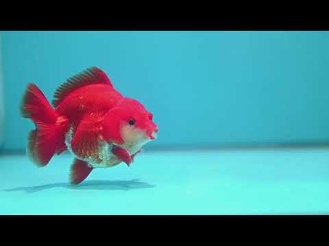 Red White YuanBao Oranda 4 inch Body (260626_OR03)