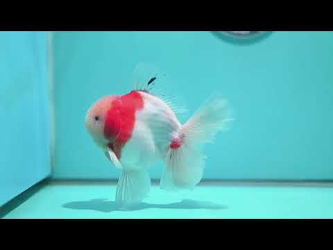 Sakura Orchid Tail Oranda 4 inch Body (260501_OR15)