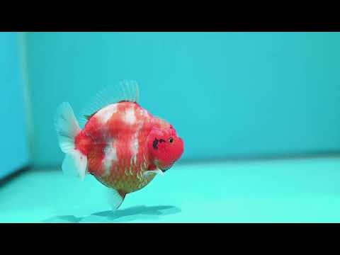 Sakura Oranda 3.5 inch Body (260605_OR06)