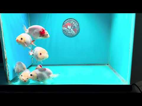 Sakura Oranda 3.5 -4 inch Body (261016_OR13) | We pick, you save!