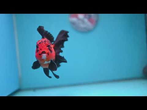 Apache Orchid Tail Oranda 4 inch Body (260227_OR03)