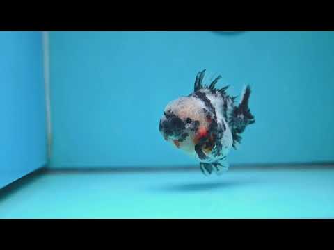 White Tiger Short Tail Oranda 3.5 inch Body (260227_OR10)