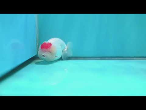 Tancho Ranchu 3.5 inch Body (260424_RC01)