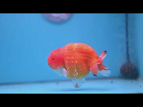Jumbo Sakura Ranchu 4.8 inch Body (260227_RC01)