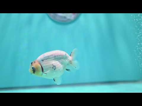 Ink Wash Cow Ranchu 4 inch Body (260821_RC06)