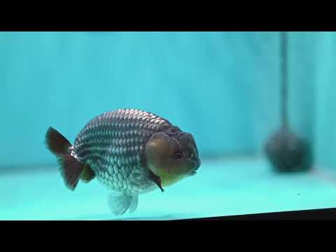 Rare Sapphire Blue Ranchu 4 inch Body (260918_RC02)