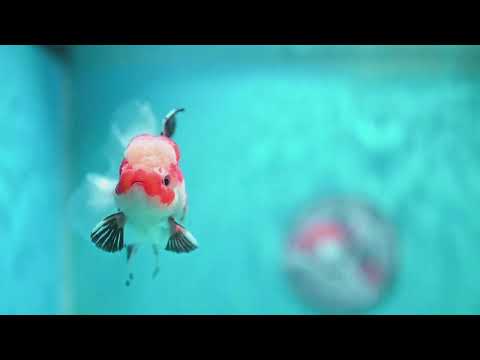 Jade Seal Tricolor Rose Tail Oranda 3 inch Body (260821_OR10)