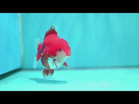 Red White YuanBao Oranda 3.5 inch Body (260522_OR05)