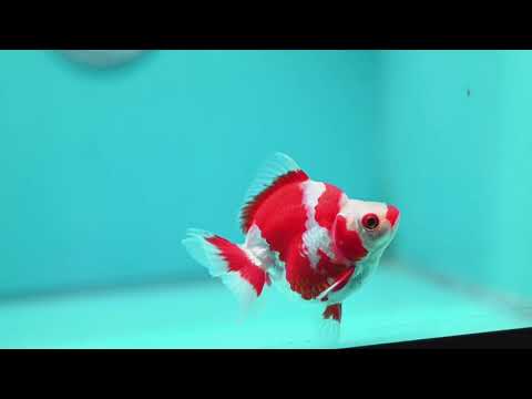 Red White Ryukin 3 inch Body (261002_RY05)