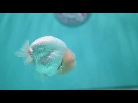 Snow White Ranchu 4.2 inch Body (260731_RC01)