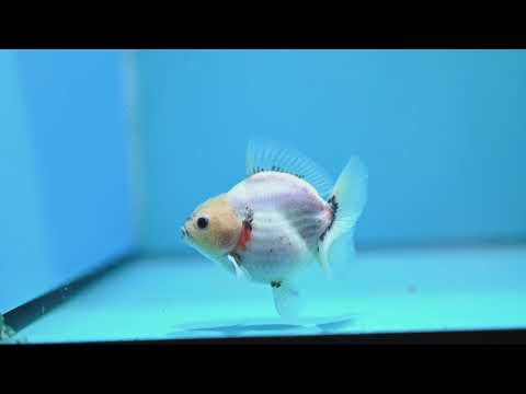 Baby Shogun Sakura Oranda 3 inch Body (261023_OR08)