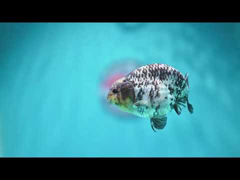 White Tiger Ranchu 3.5 inch Body (260918_RC01)