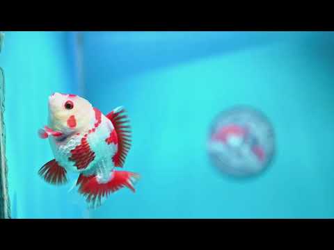 Red White YuanBao Oranda 4 inch Body (260918_OR09)