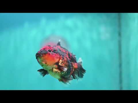 Heavy Ink Tiger Oranda 3.5 inch Body (260821_OR19)