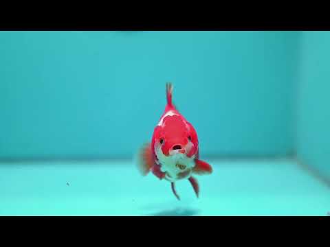 Red White YuanBao Oranda 3.5 inch Body (260828_OR15)