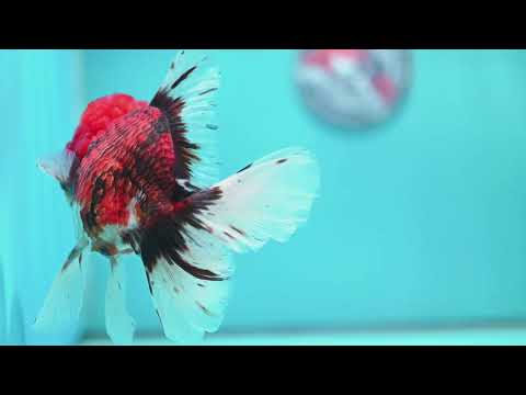 Large Full Wen Tiger Rose Tail Oranda inch Body (260605_OR03)