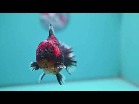 Heavy Ink Tiger Oranda 4 inch Body (260424_OR11)