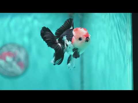 Tricolor Roase Tail Oranda 3 inch Body (260821_OR09)