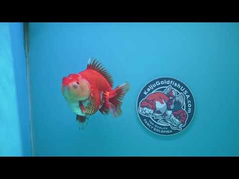Red White YuanBao Oranda 4 inch Body (260424_OR01)